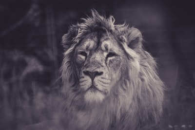 狮子的灰度摄影